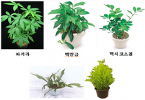 [농촌진흥청]식물, 실내 '미세먼지' 줄이는 효과 있다